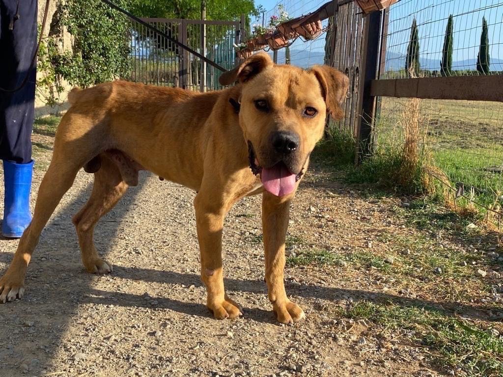 Adozione cane, maschio, Razza sconosciuta Razza sconosciuta, 3 anni e 7 mesi, taglia grande, Cosenza