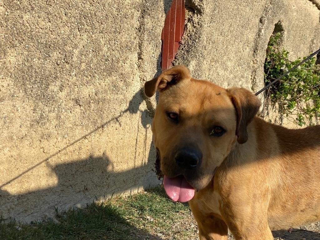 Adotta un cane, maschio, 3 anni e 7 mesi, Cosenza