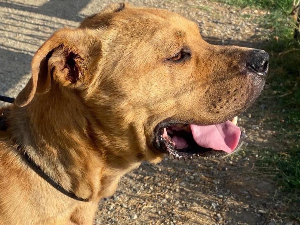 Adotta un cane, taglia grande, maschio, Cosenza