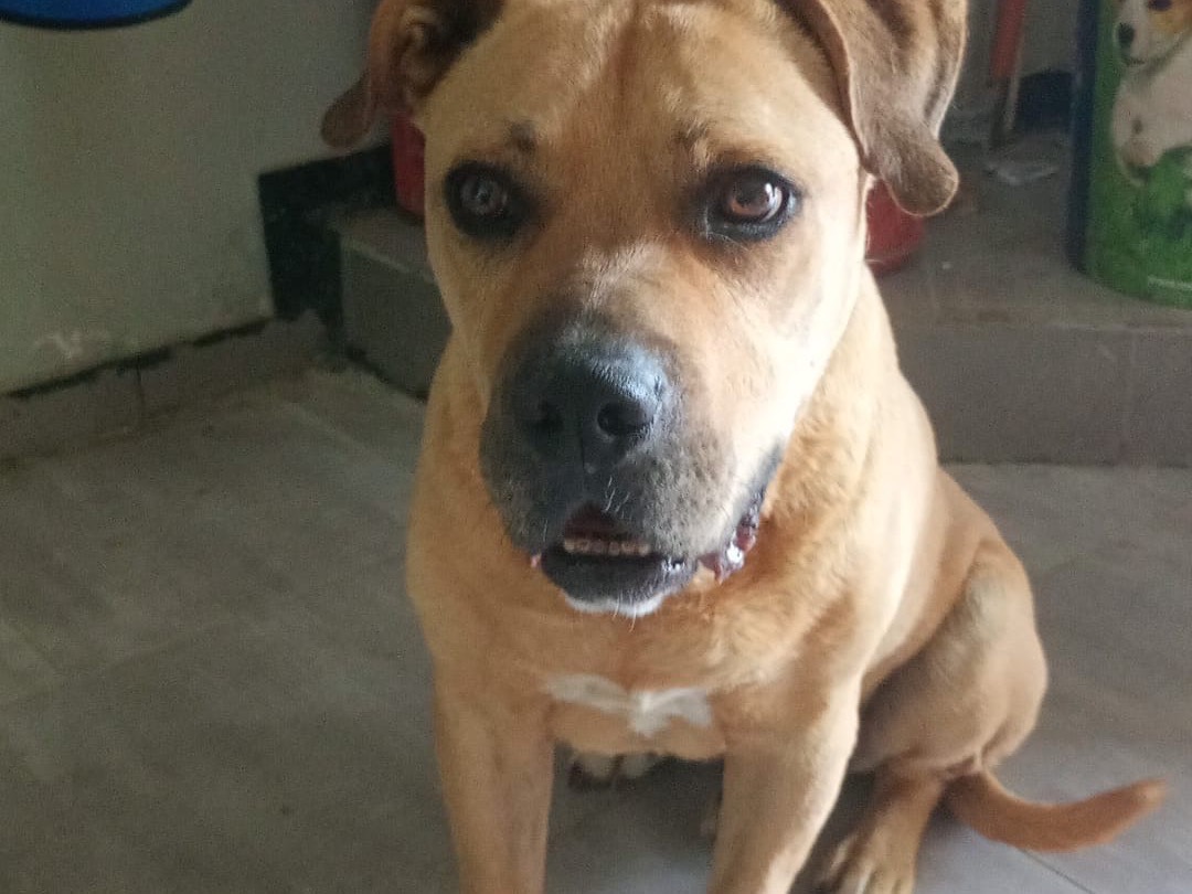 Vuoi adottare un cane a Cosenza?