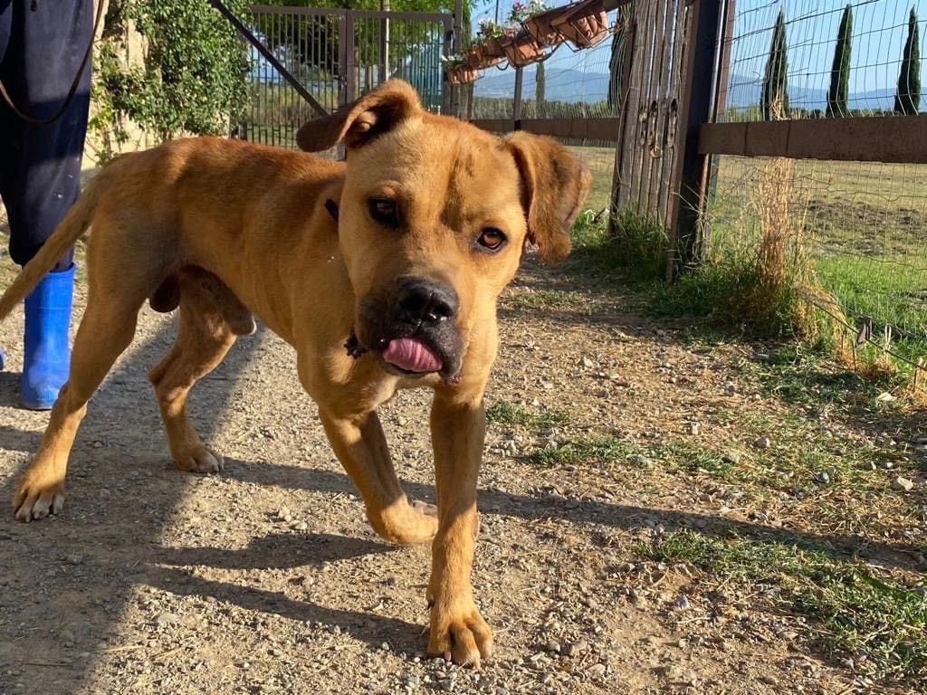 Adotta il cane Mammolo a Cosenza
