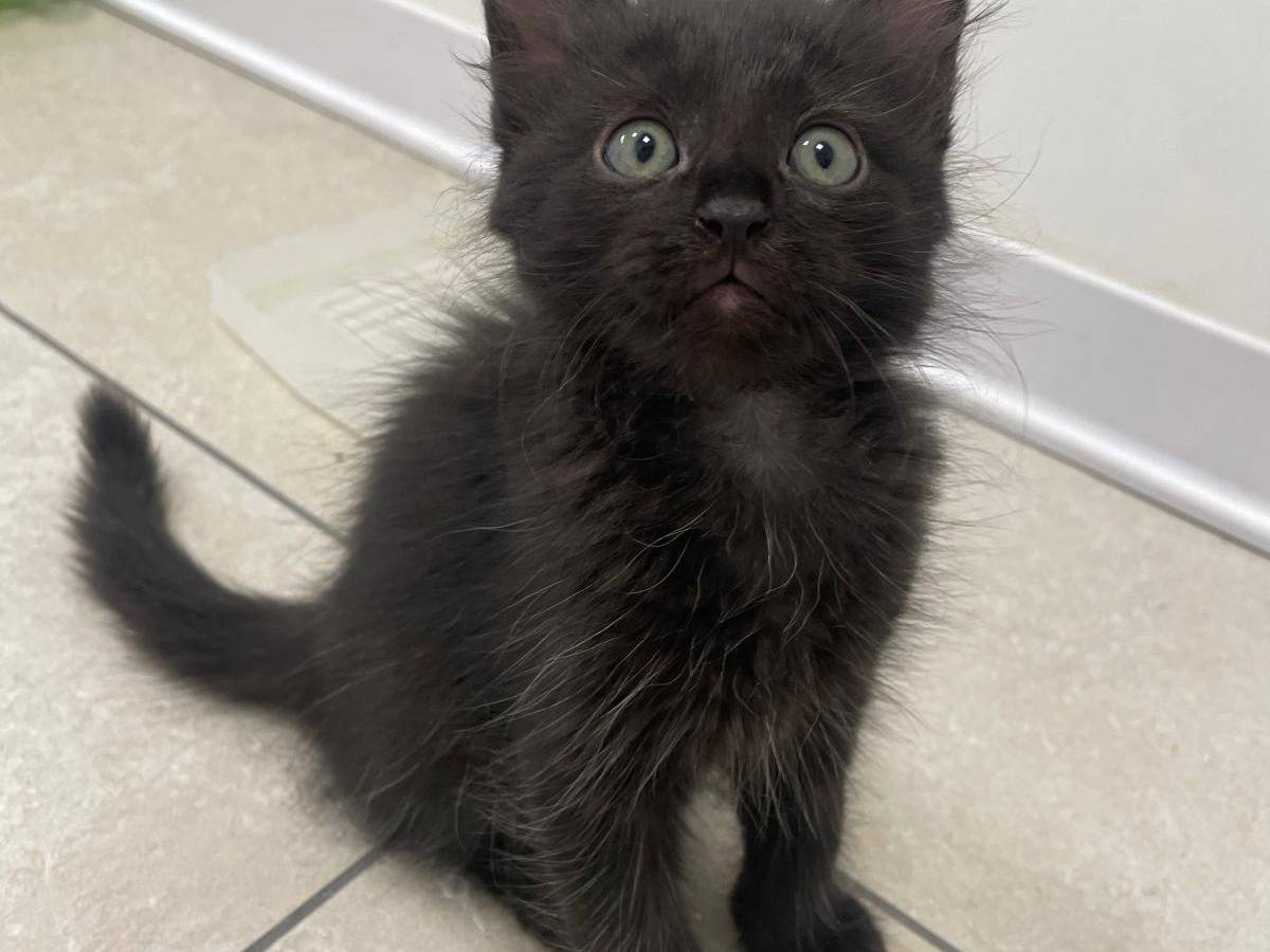 Vuoi adottare un gatto a Terni?