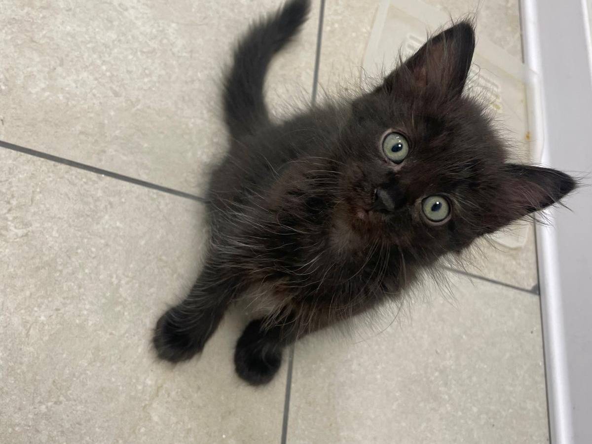 Adotta il gatto Black a Terni