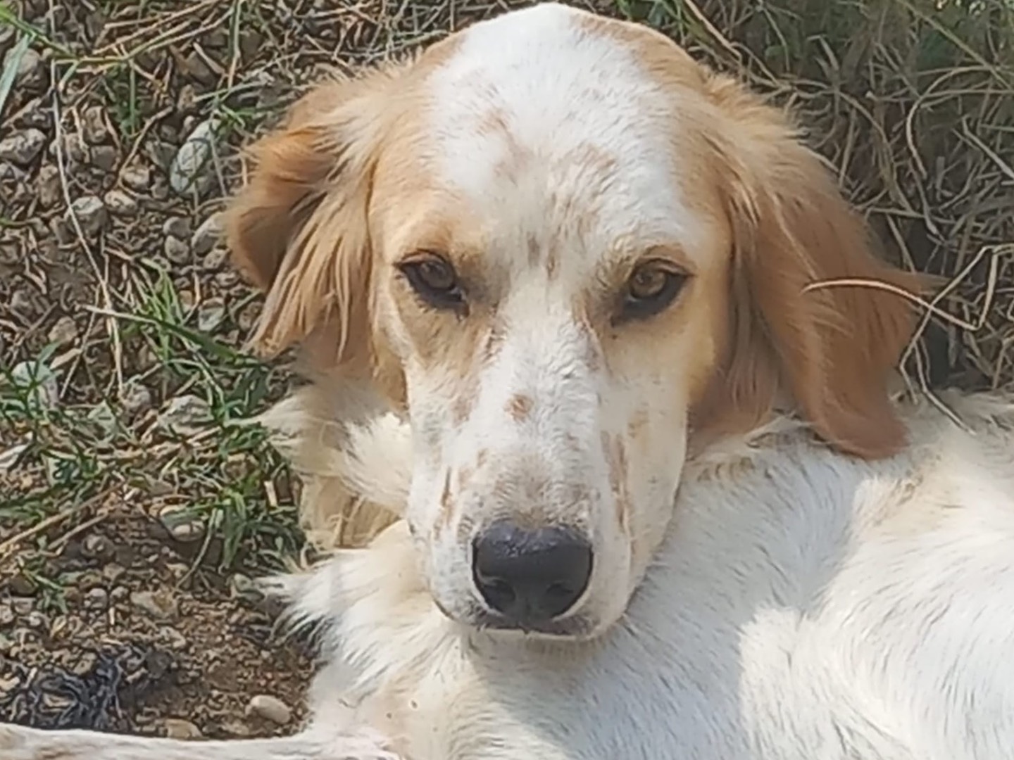 Adozione cane, maschio, Setter Inglese Razza sconosciuta, 1 anno e 1 mese, taglia media, Cosenza