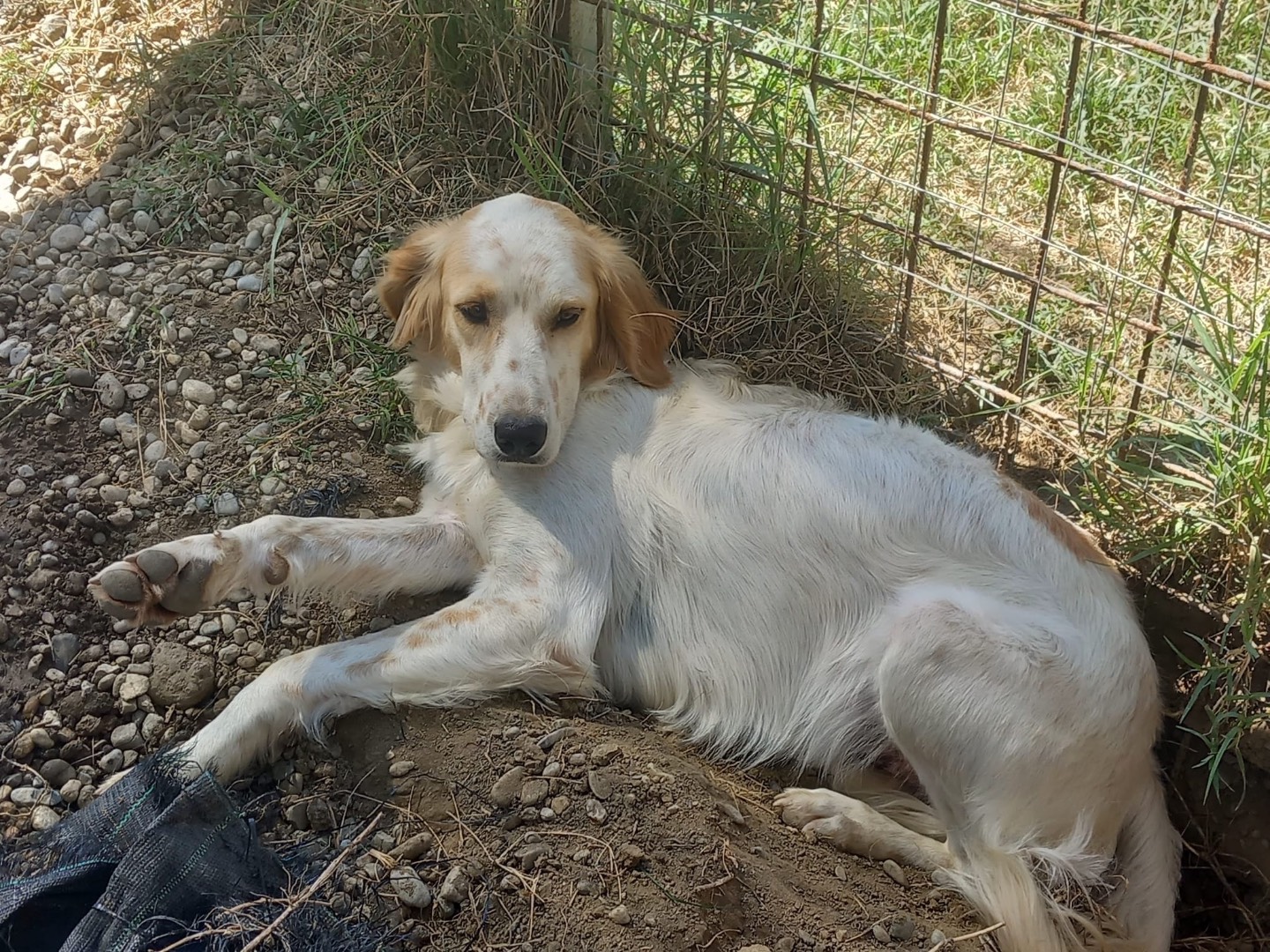 Adotta un cane, maschio, 1 anno e 1 mese, Cosenza