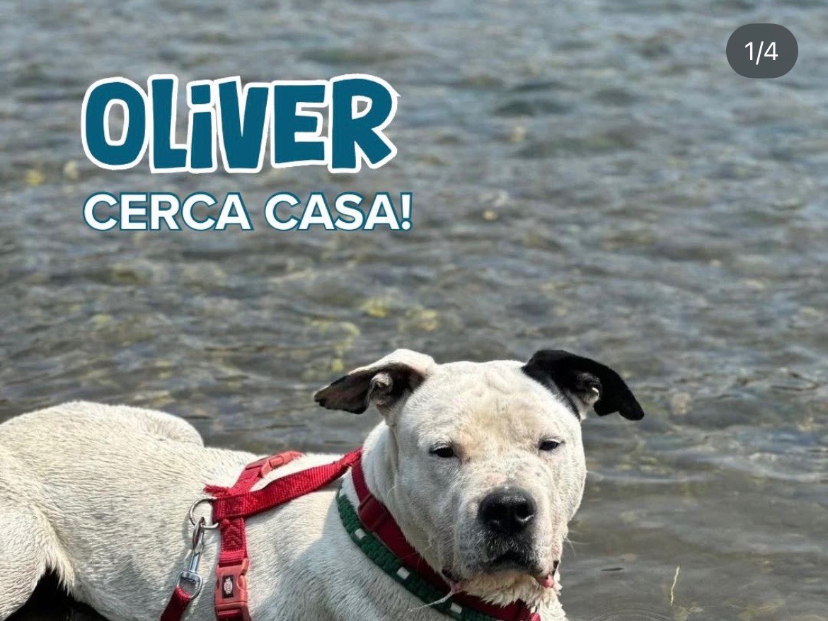 Adozione cane, maschio, Dogo Argentino Razza sconosciuta, 7 anni e 8 mesi, taglia gigante, Milano