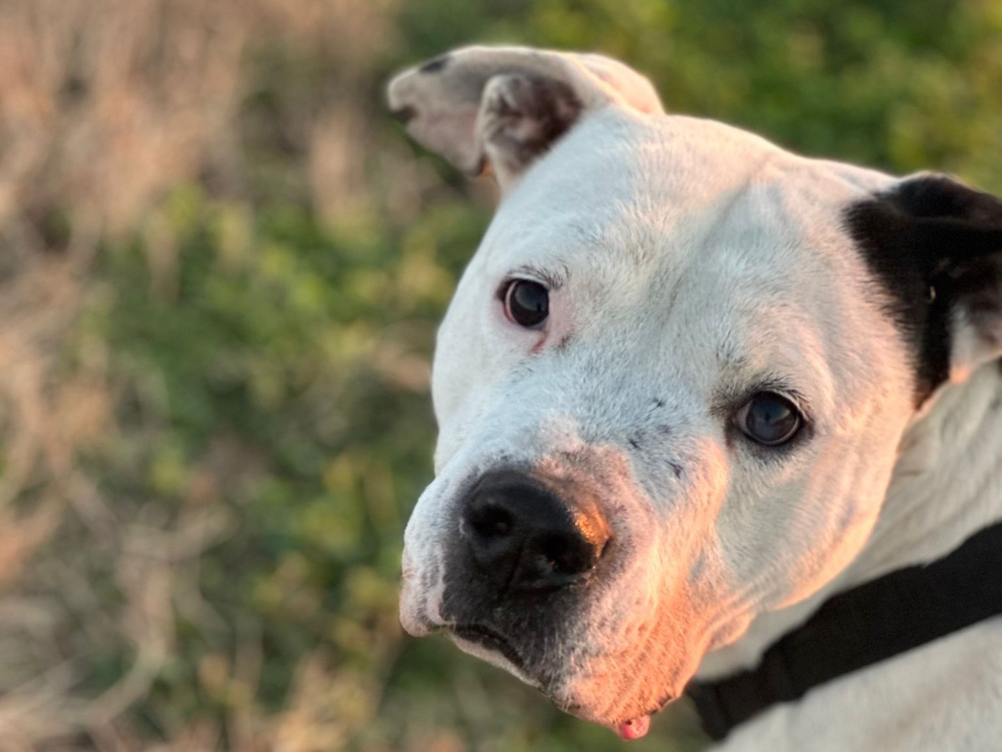 Adotta un cane, maschio, 7 anni e 8 mesi, Milano