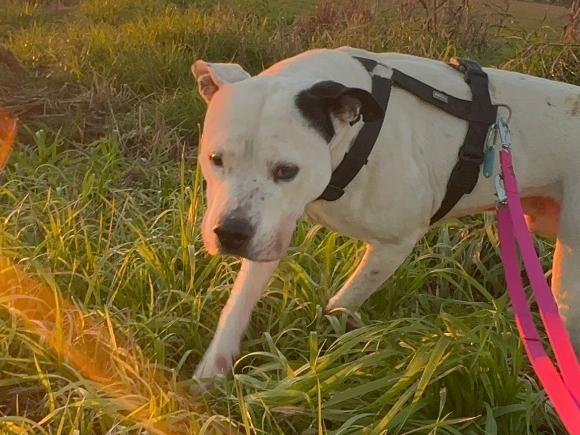 Adotta un cane, taglia gigante, maschio, Milano