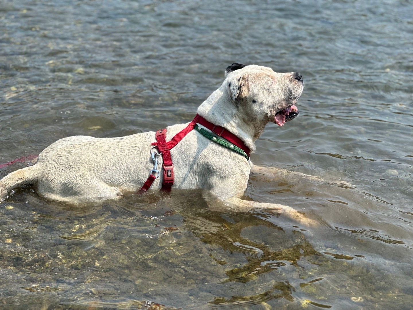 Adotta il cane Oliver  a Milano