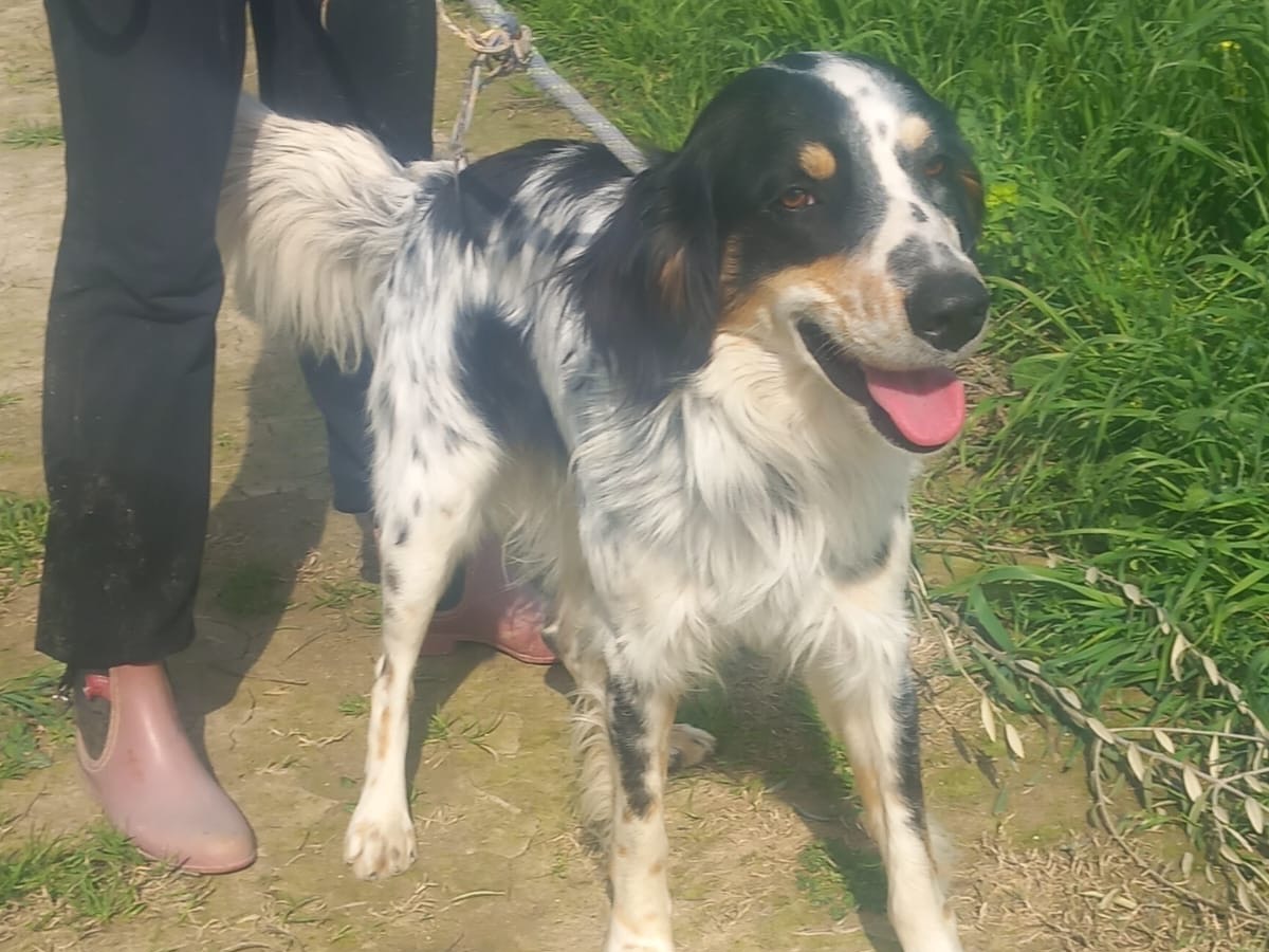 Adotta il cane Orwell a Cosenza