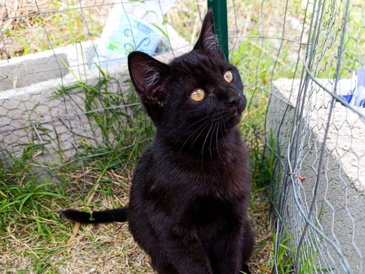 Adotta un gatto, taglia non valida, femmina, Treviso
