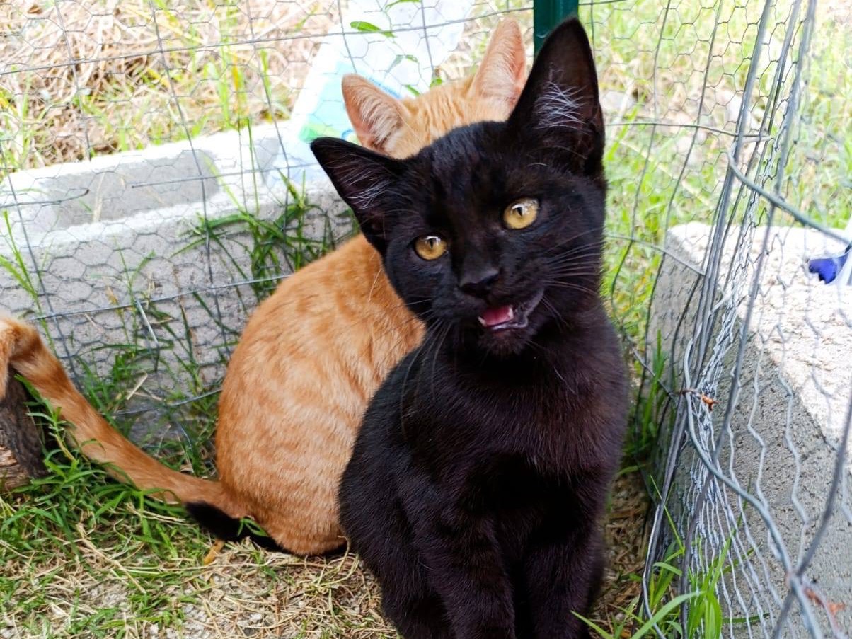 Vuoi adottare un gatto a Treviso?