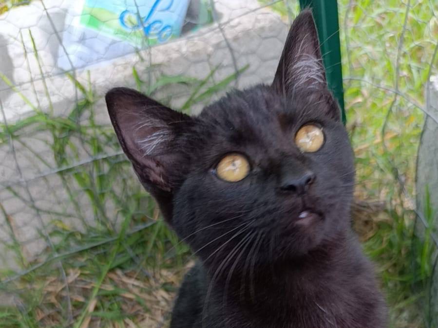 Adotta il gatto Penny a Treviso
