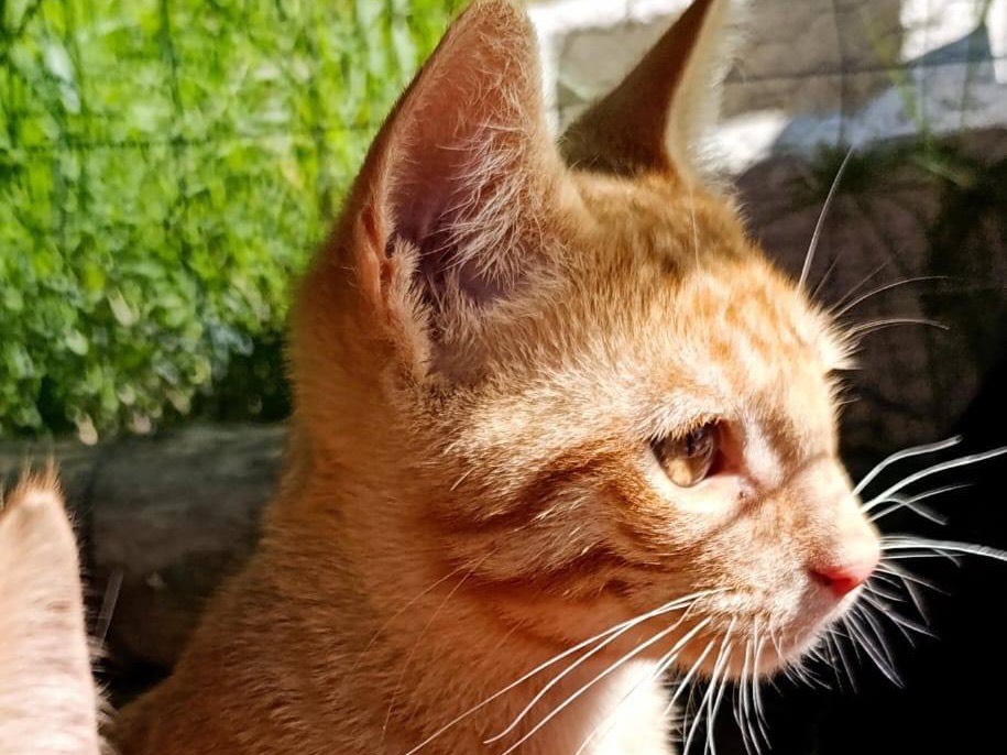 Vuoi adottare un gatto a Trento?