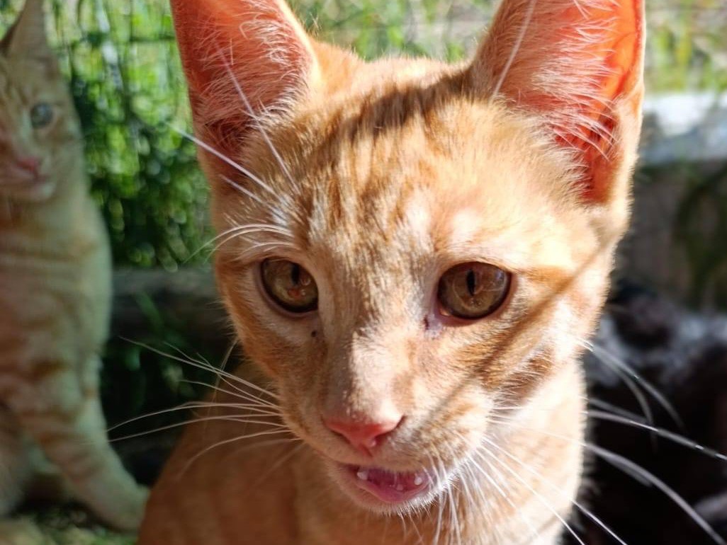 Adotta il gatto Mais a Trento
