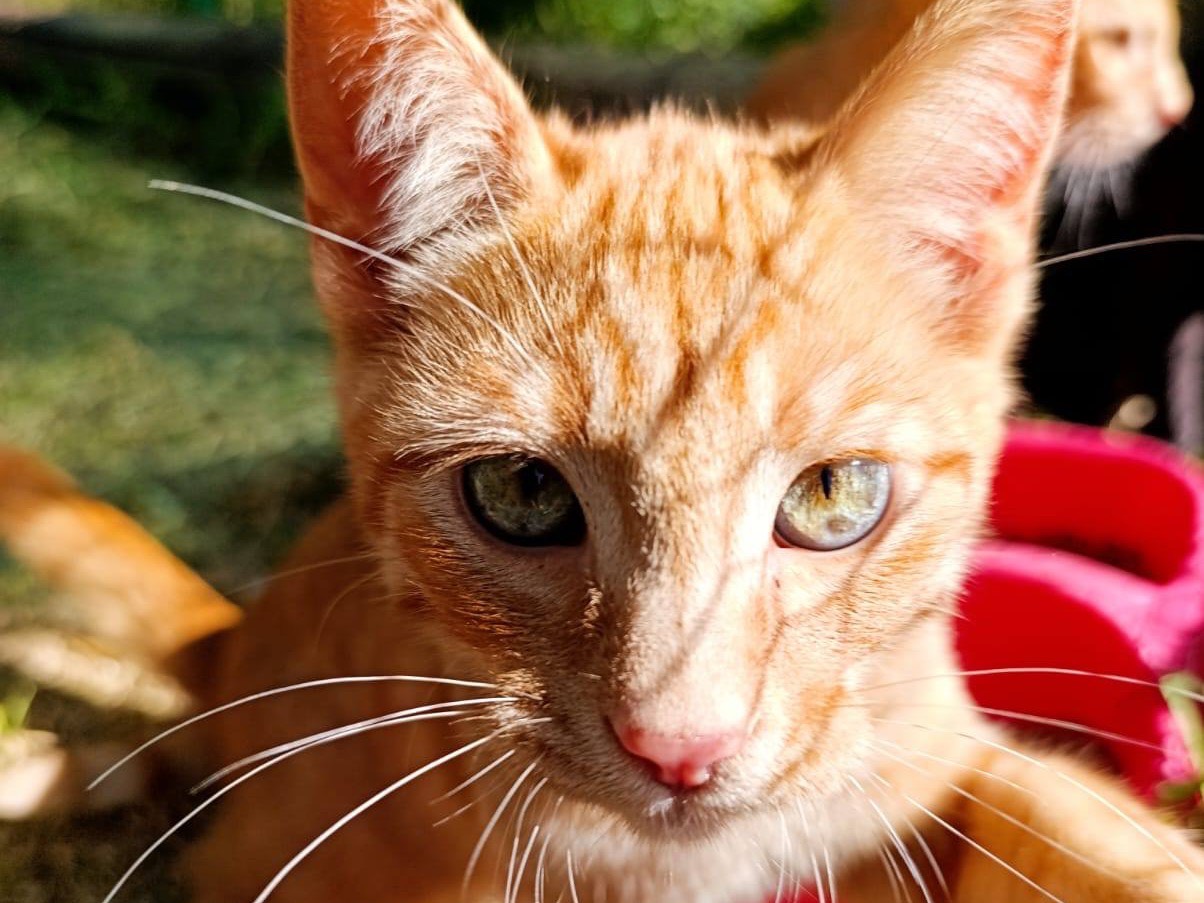 Adozione gatto, maschio, Razza sconosciuta Razza sconosciuta, 4 mesi, taglia non valida, Como