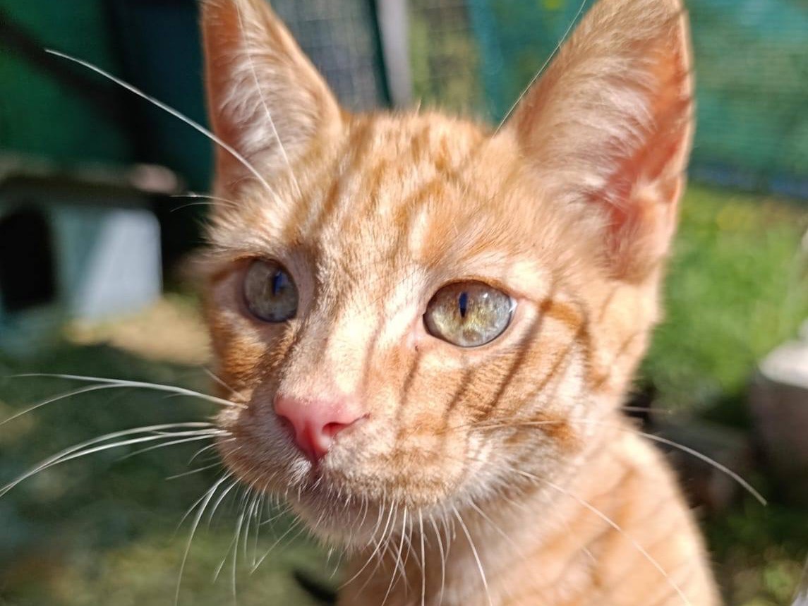 Adotta un gatto, maschio, 4 mesi, Como