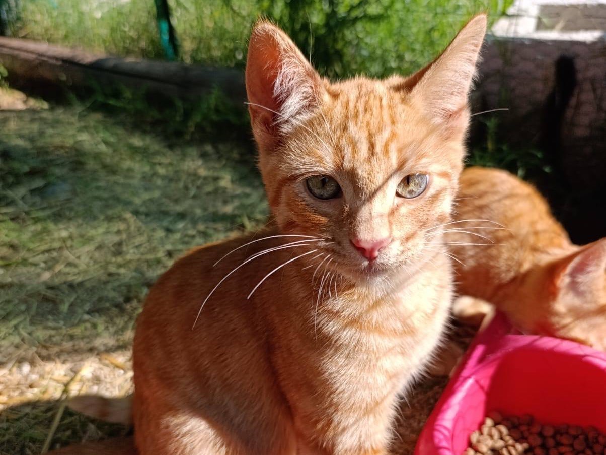 Adotta un gatto, taglia non valida, maschio, Como