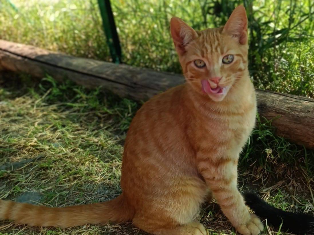 Vuoi adottare un gatto a Como?