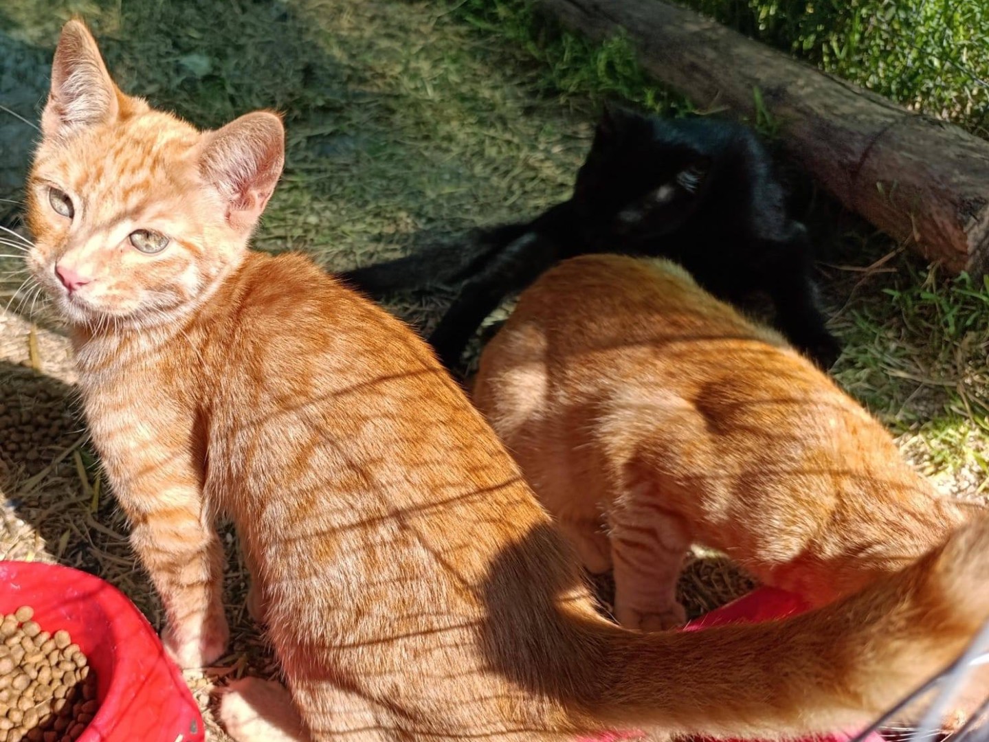 Adotta il gatto Giorgio a Como