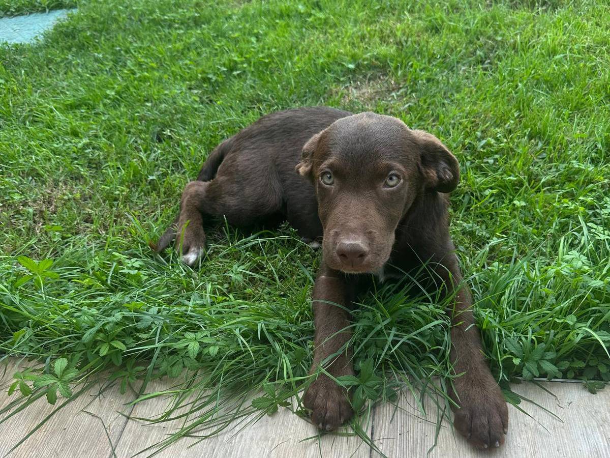 Adozione cane, femmina, Razza sconosciuta Razza sconosciuta, 3 mesi, taglia piccola, Vicenza