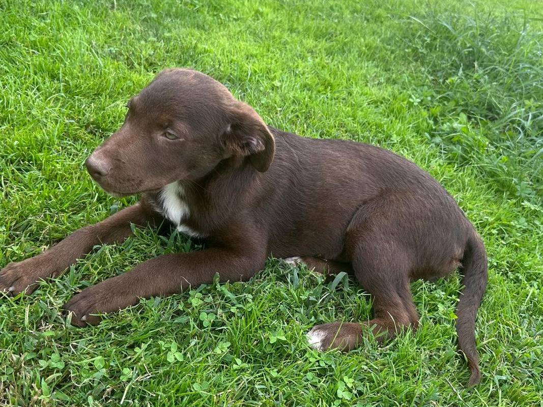 Adotta un cane, femmina, 3 mesi, Vicenza