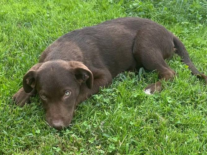 Adotta un cane, taglia piccola, femmina, Vicenza