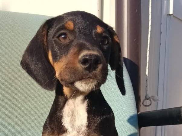 Adozione cane, femmina, Razza sconosciuta Razza sconosciuta, 2 mesi, taglia media contenuta, Padova