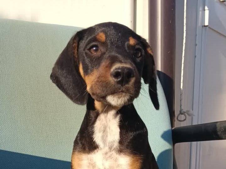 Adotta un cane, femmina, 2 mesi, Padova