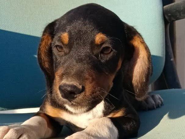 Adotta un cane, taglia media contenuta, femmina, Padova