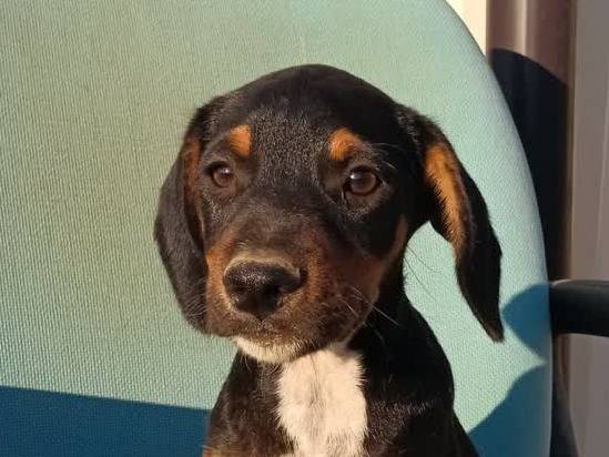 Vuoi adottare un cane a Padova?