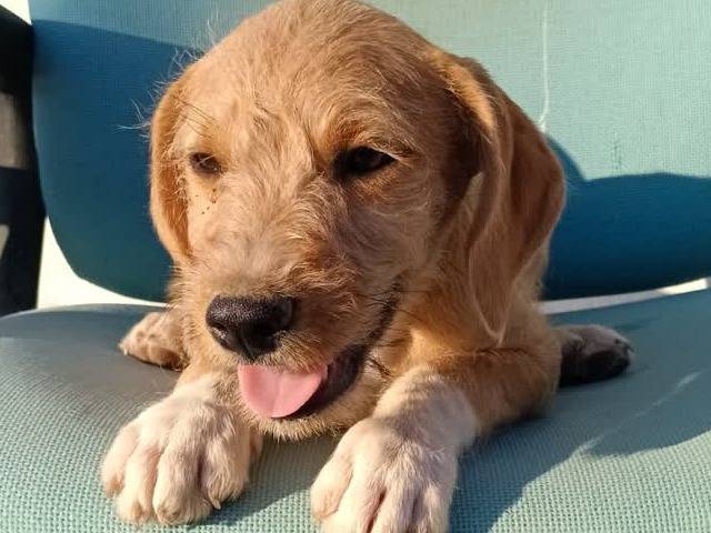 Foto 2 dell'animale