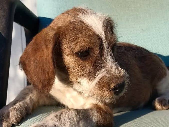 Foto 3 dell'animale