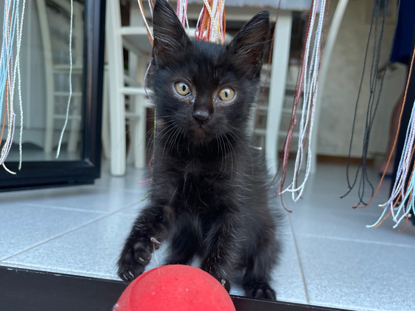 Adotta un gatto, taglia non valida, maschio, Laquila