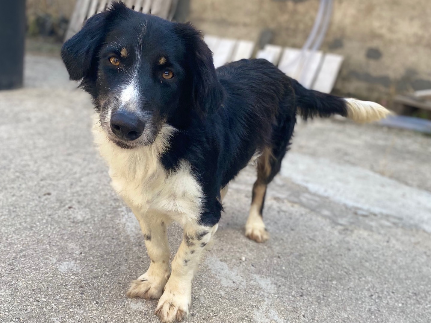 Adozione cane, maschio, Border Collie Razza sconosciuta, 1 anno e 8 mesi, taglia media, Caltanissetta