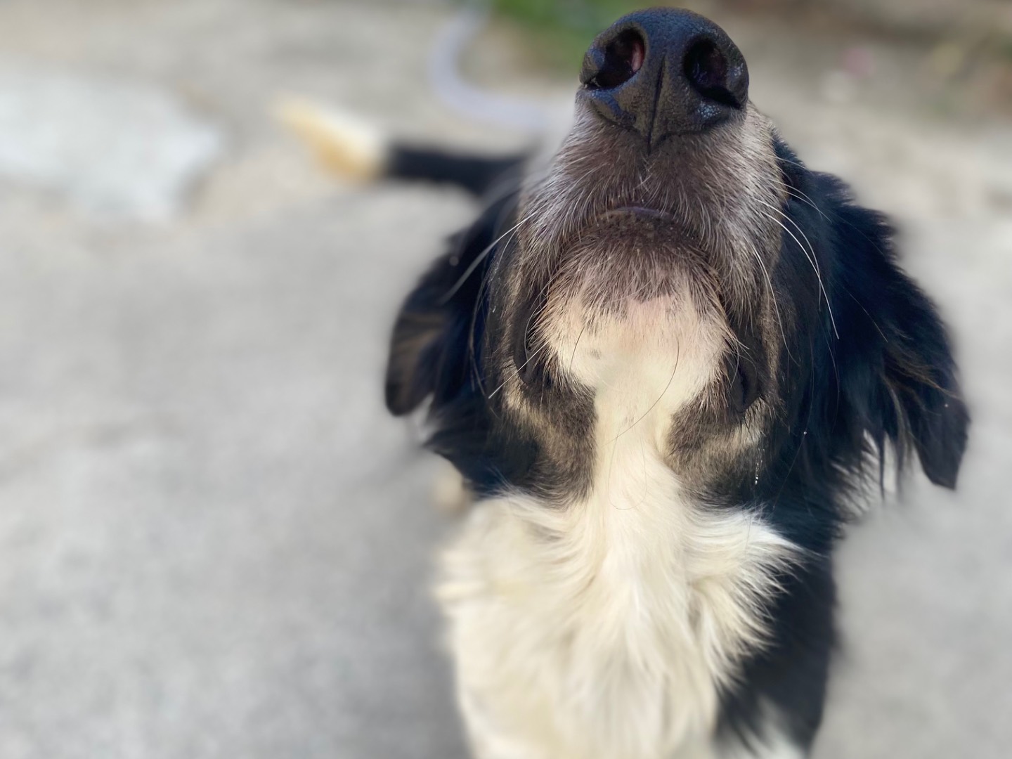Adotta un cane, taglia media, maschio, Caltanissetta