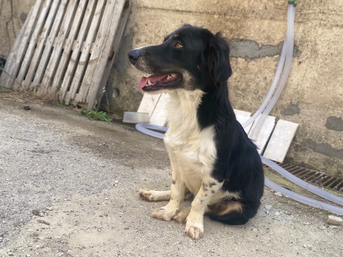 Vuoi adottare un cane a Caltanissetta?