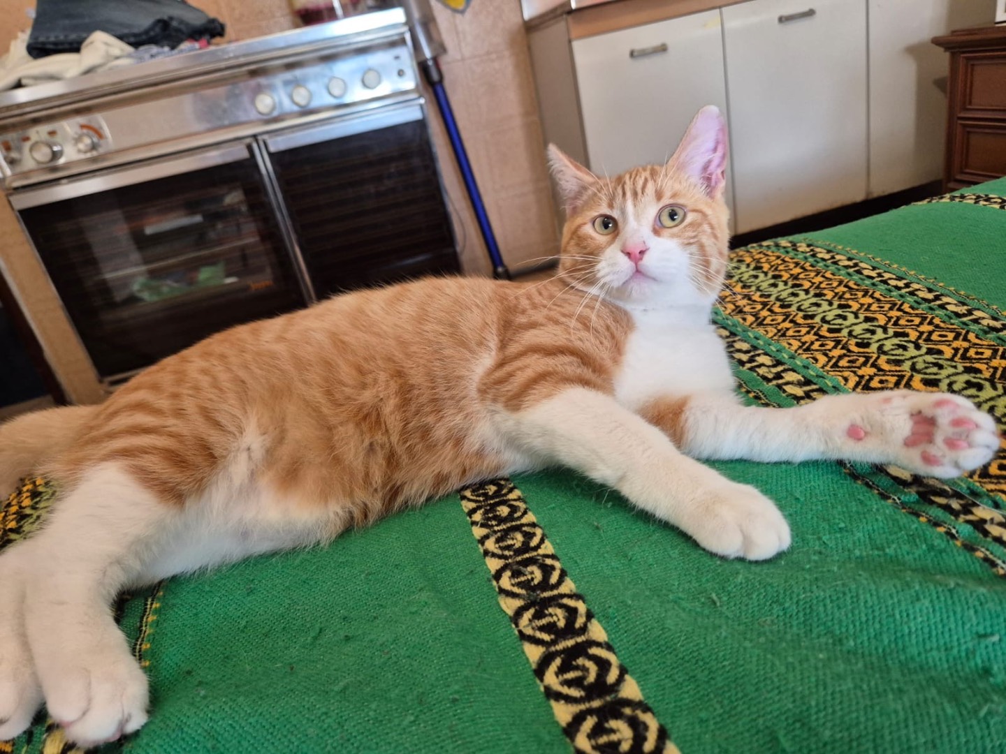 Adotta un gatto, taglia non valida, maschio, Pordenone