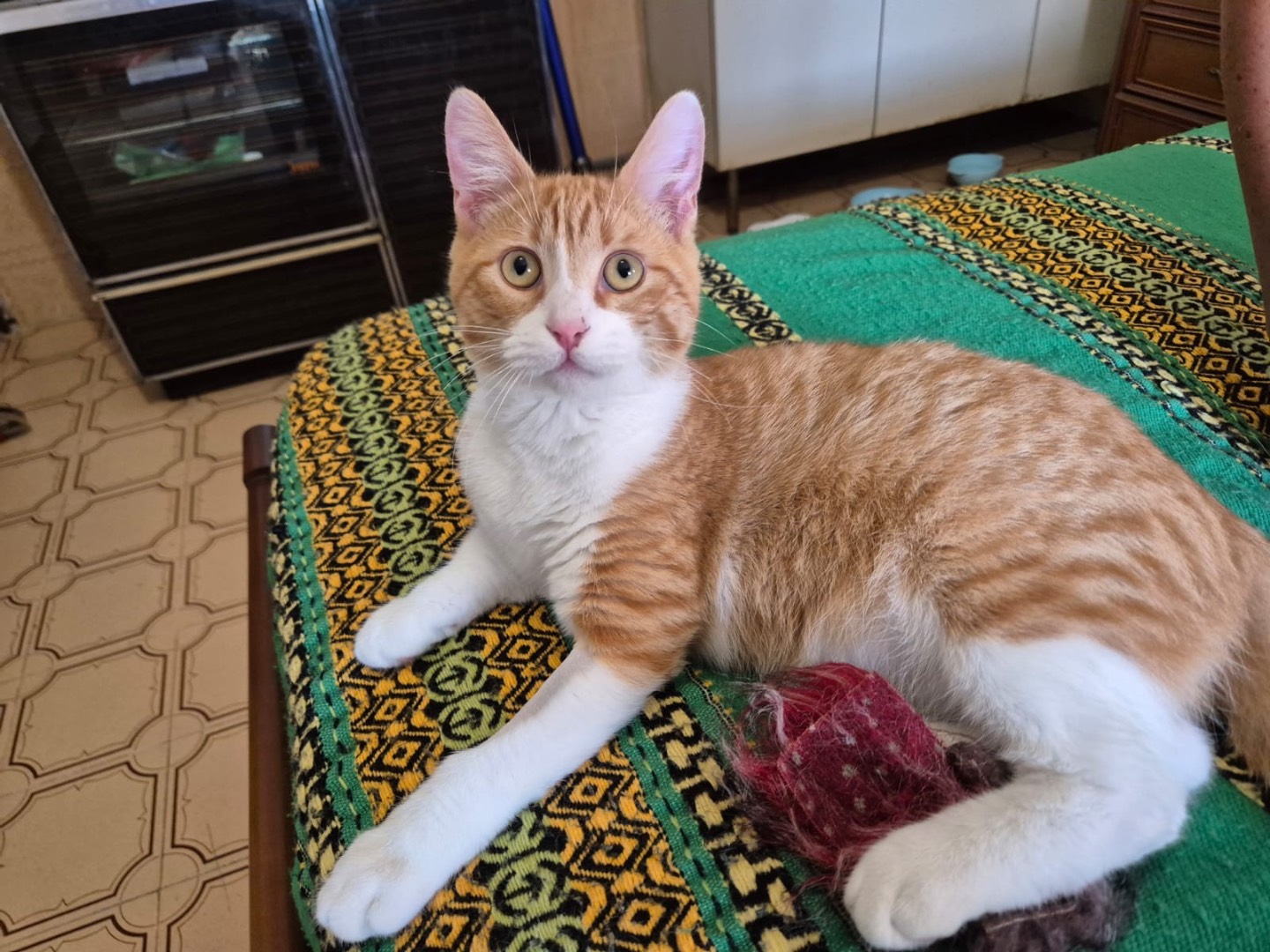 Adotta il gatto SImone a Pordenone