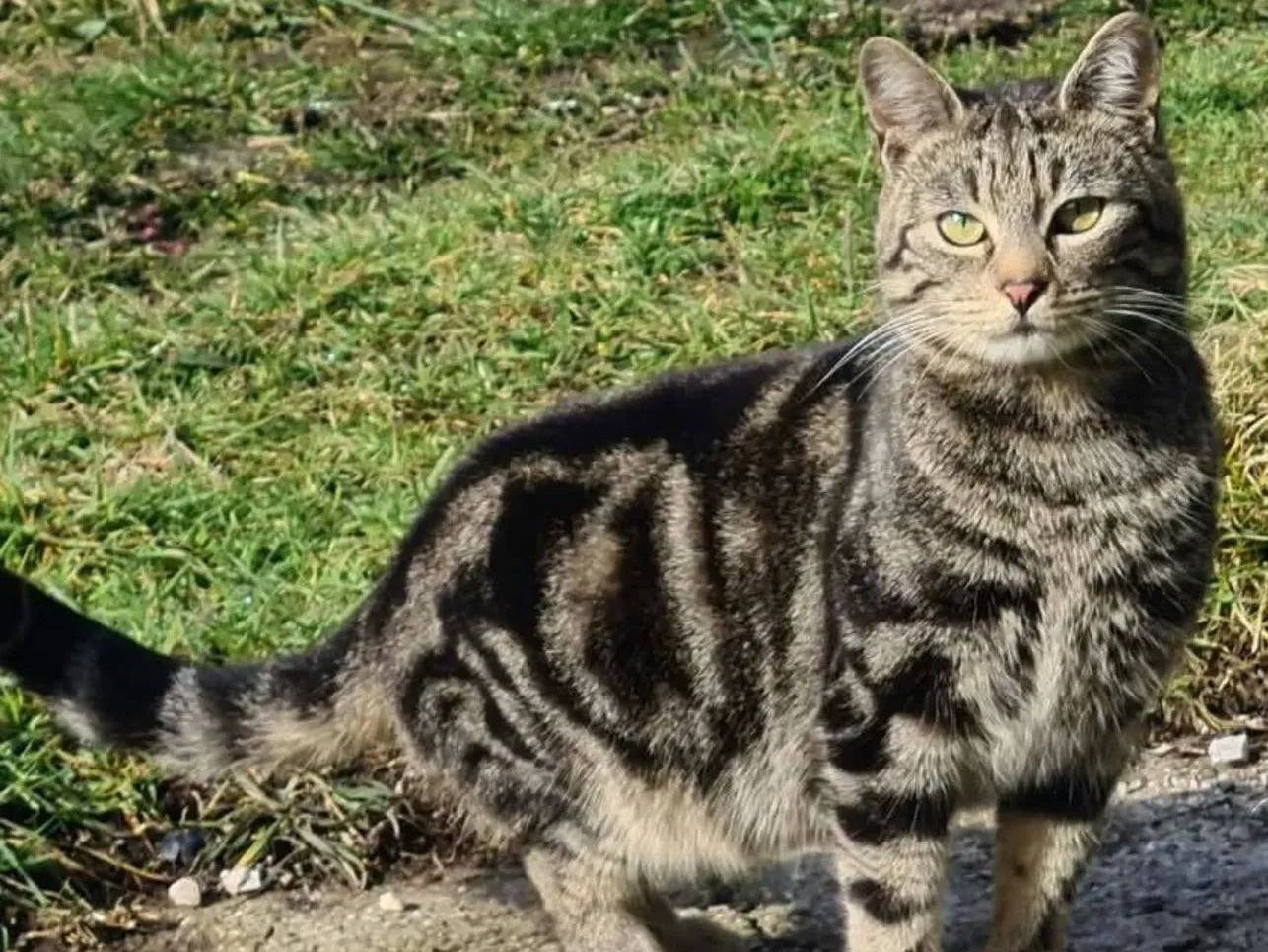 Adozione gatto, maschio, Razza sconosciuta Razza sconosciuta, 3 anni e 1 mese, taglia non valida, Potenza
