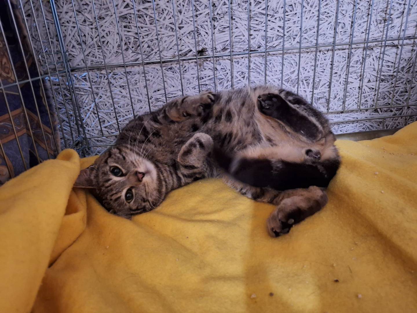 Adotta un gatto, maschio, 3 anni e 1 mese, Potenza