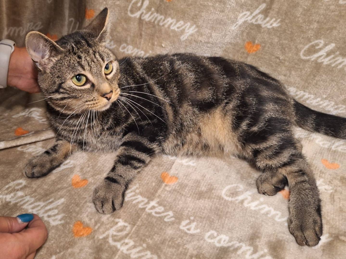 Adotta un gatto, taglia non valida, maschio, Potenza