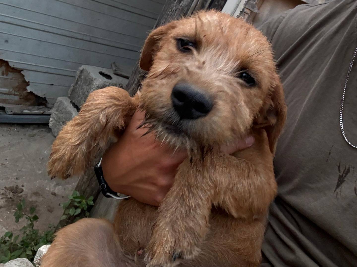 Adozione cane, maschio, Razza sconosciuta Razza sconosciuta, 3 mesi, taglia media contenuta, Frosinone