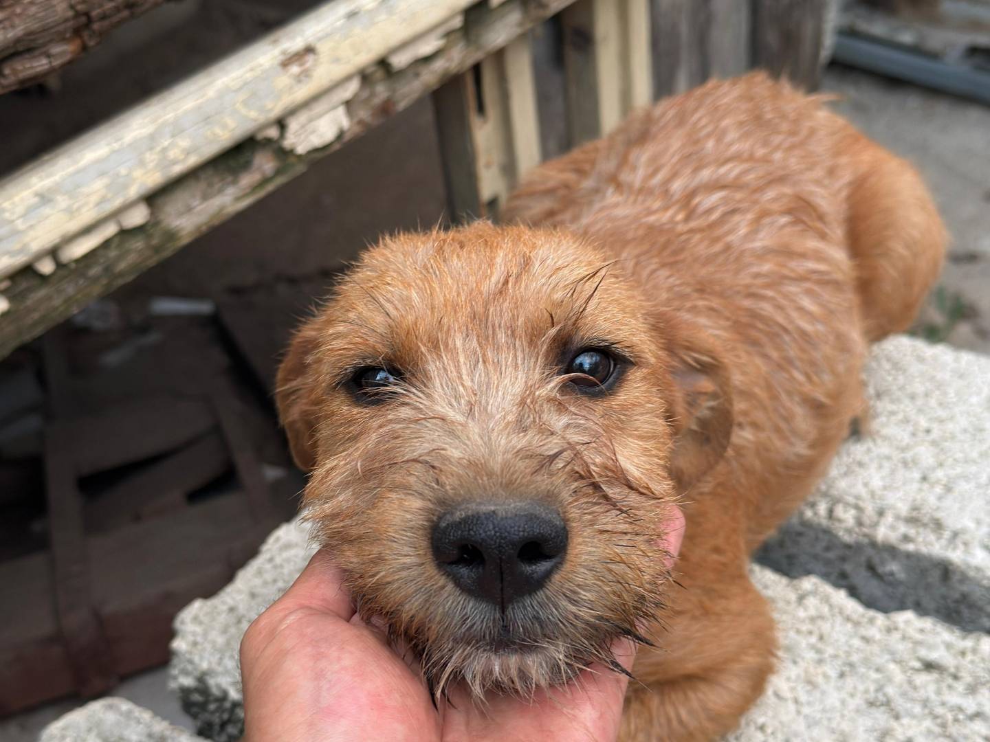Adotta un cane, maschio, 3 mesi, Frosinone