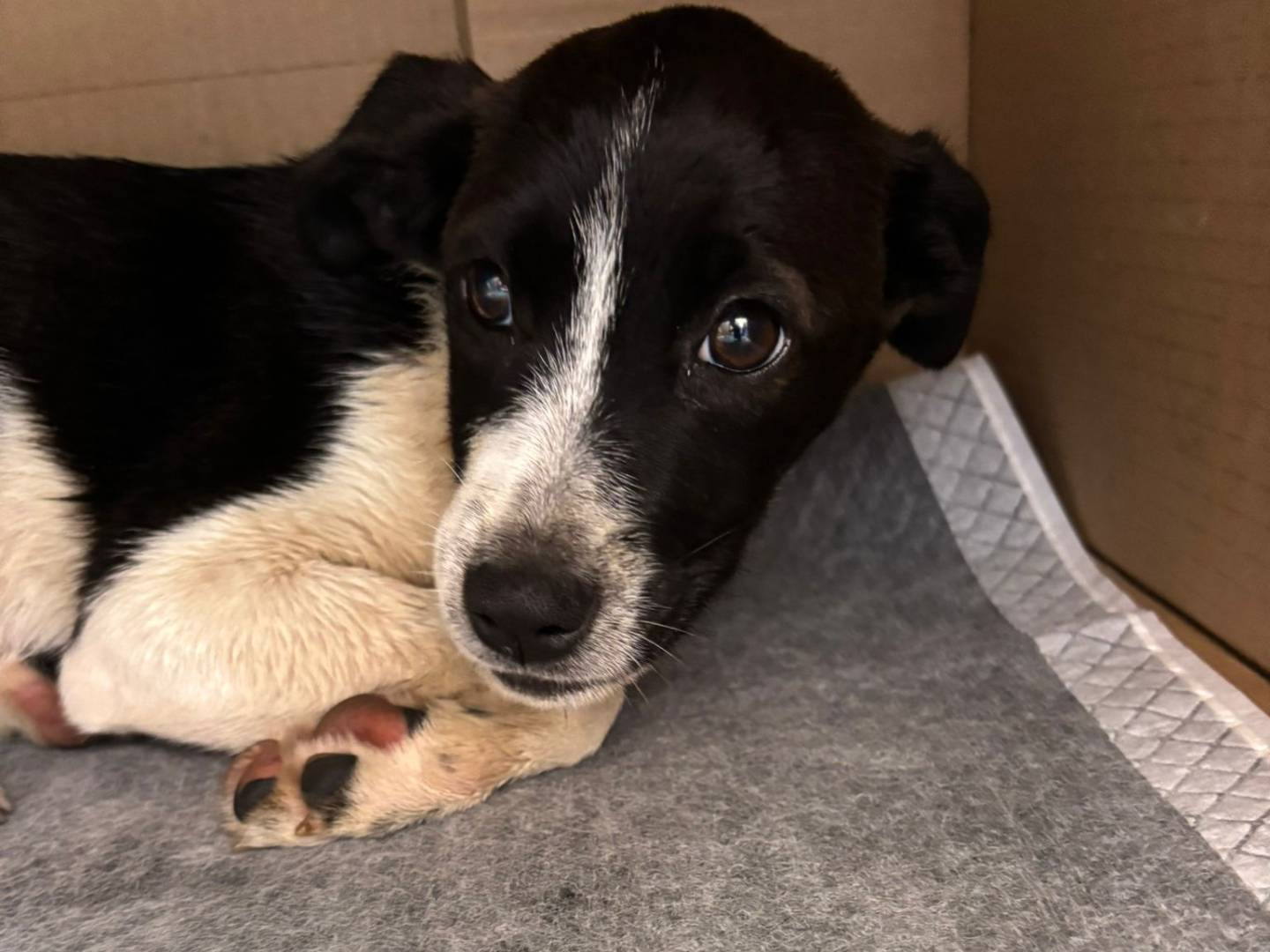 Adozione cane, femmina, Razza sconosciuta Razza sconosciuta, 2 mesi, taglia media, Caserta
