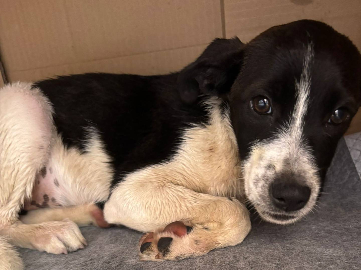 Adotta un cane, femmina, 2 mesi, Caserta