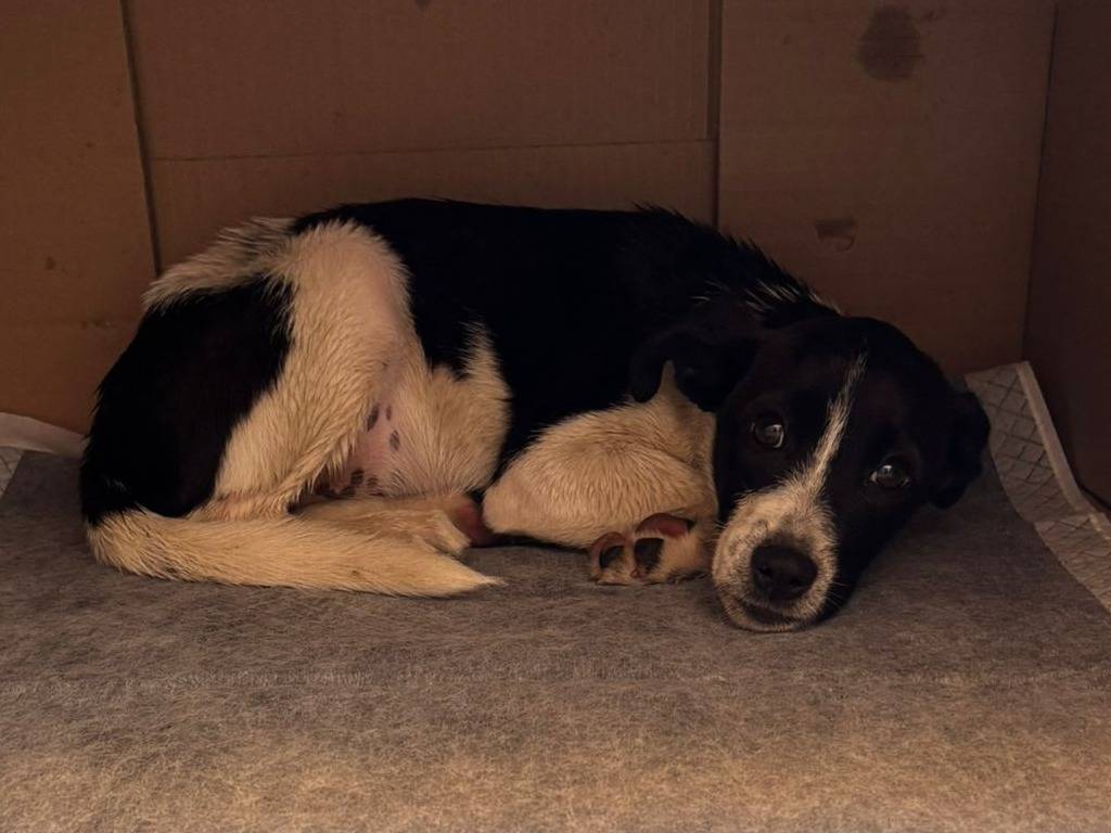 Adotta un cane, taglia media, femmina, Caserta