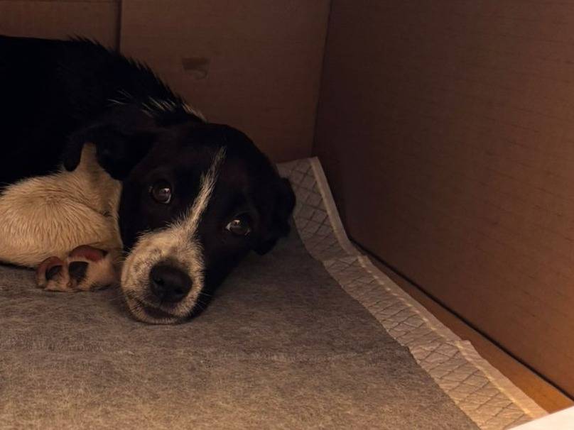Vuoi adottare un cane a Caserta?