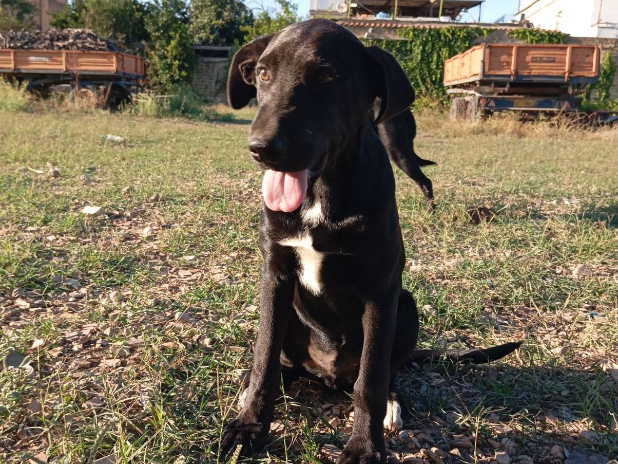 Adozione cane, maschio, Razza sconosciuta Razza sconosciuta, 4 mesi, taglia grande, Caserta
