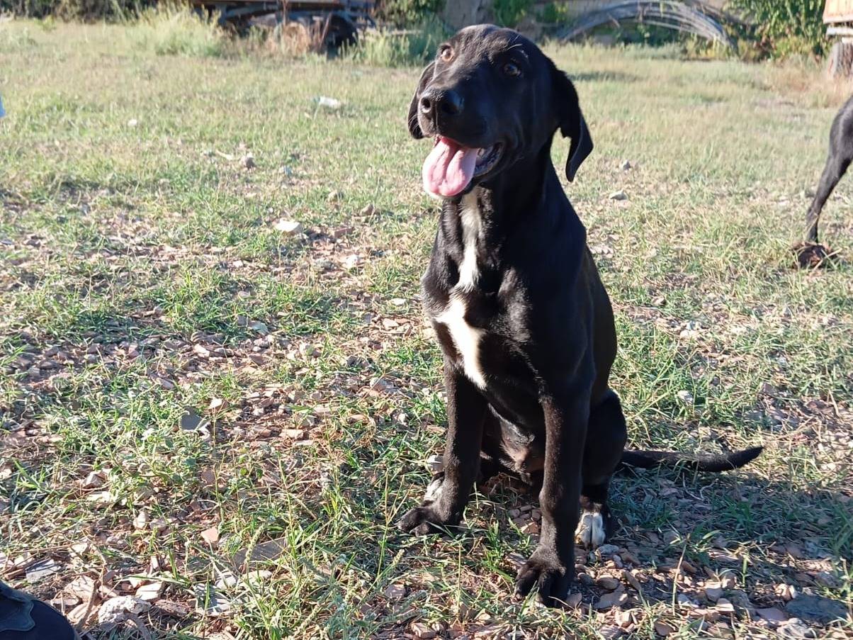 Adotta un cane, maschio, 4 mesi, Caserta